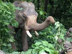 World's 'Unluckiest' Elephant Finally Rescued After 20-Hour Operation