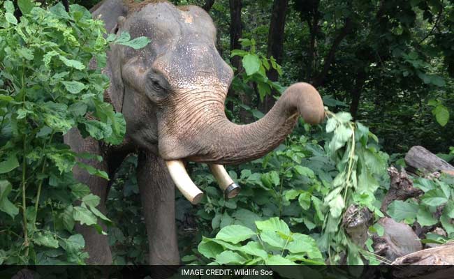 दशकों से बंधक बने हाथी मोहन को आखिरकार जंजीरों से मिली मुक्ति