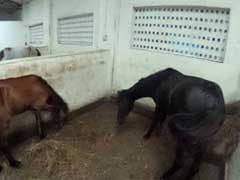 360 Degree View Of Mumbai's Rescued Victoria Horses
