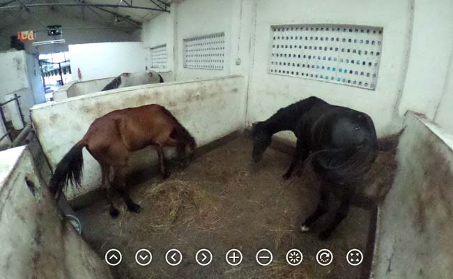 360 Degree View Of Mumbai's Rescued Victoria Horses