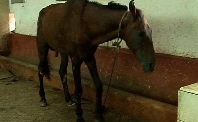 Starving, Dehydrated: Mumbai's Victoria Horses Hospitalised