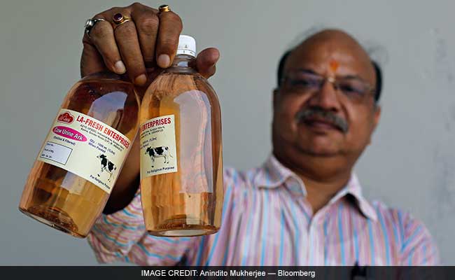 With Modi Government Cow Urine Turns Into Liquid Gold Foreign Media