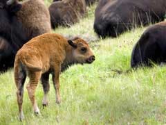 Scientists Produce Rare Wood Bison Calves Through IVF