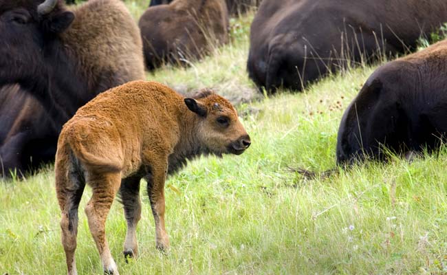 Scientists Produce Rare Wood Bison Calves Through IVF