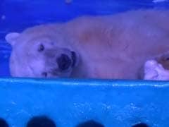 'World's Saddest Polar Bear' Trapped in Chinese Mall Needs Your Help