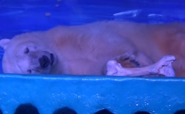 'World's Saddest Polar Bear' Trapped in Chinese Mall Needs Your Help