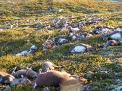 More Than 300 Reindeer Killed By Lightning In Norway