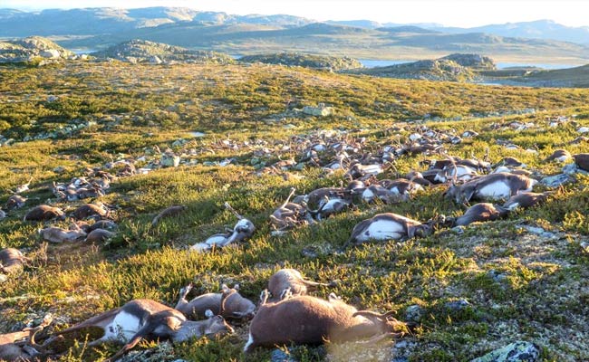 More Than 300 Reindeer Killed By Lightning In Norway