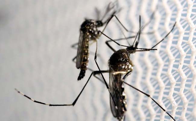 'Mosquitoes Don't Wait For Meetings': Court To Delhi Government On Dengue