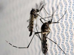 Indonesia Planned To Breed "Good" Mosquitoes To Combat Dengue. Now That Plan Has Been Put On Hold Indonesia Planned To Breed "Good" Mosquitoes To Combat Dengue. Now That Plan Has Been Put On Hold
