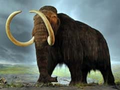 28,000-Year-Old Cells From Frozen Mammoth Come To Life, But Only Just