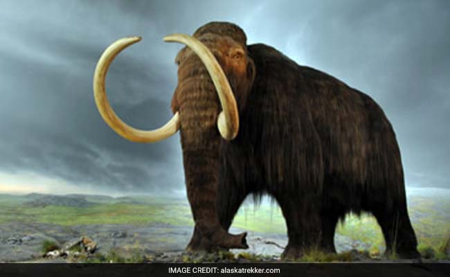 Lack Of Water Drove Alaska Island Mammoths To Extinction