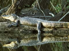 Alligator Guards Body Of US Woman After Killing Her