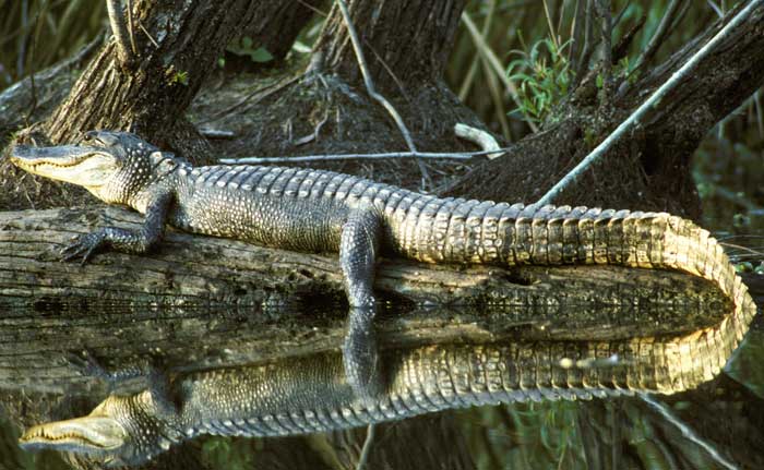 Florida Woman's Hand Almost Bitten Off By Alligator