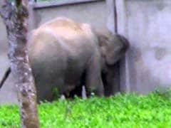 Green Court Clears Path For Assam Elephants, Orders Wall To Be Torn Down