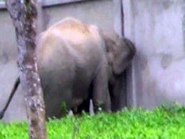 Green Court Clears Path For Assam Elephants, Orders Wall To Be Torn Down Green Court Clears Path For Assam Elephants, Orders Wall To Be Torn Down