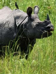 標本 GIANT3-HORN RHINO chalosoma caucaus assam-