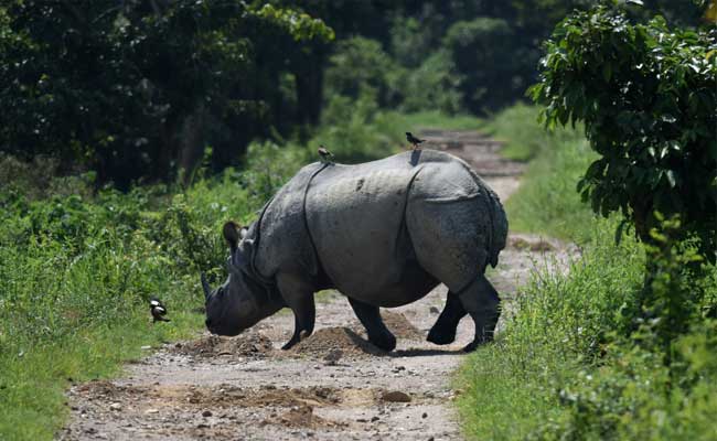 Another Rhino Killed By Poachers In Assam's Kaziranga Park, 18th This Year