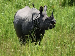 Assam Aims To Have 3,000 Rhinos By Next Year, Manas National Park Leads The Way Assam Aims To Have 3,000 Rhinos By Next Year, Manas National Park Leads The Way