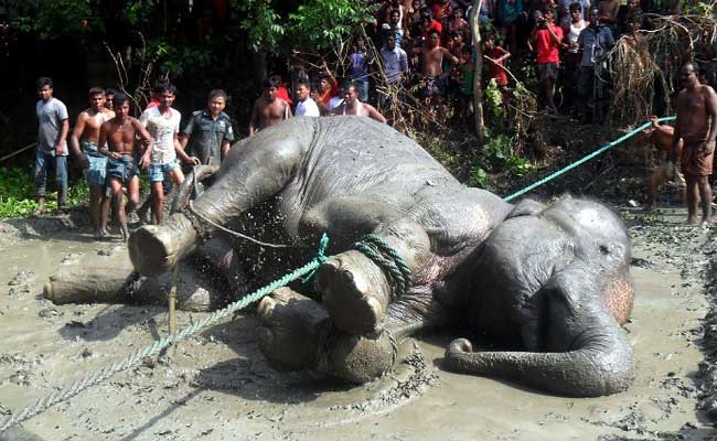 Weak And Tired Assam Elephant That Travelled 1700 Km Dies In Bangladesh