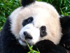Survey Finds Giant Pandas No Longer 'Endangered' In China