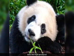 Baby Panda Becomes Diplomat In US-China Relations Baby Panda Becomes Diplomat In US-China Relations