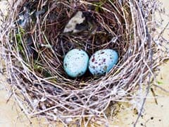'Baby, It's Hot Outside': Why Birds Sing To Eggs
