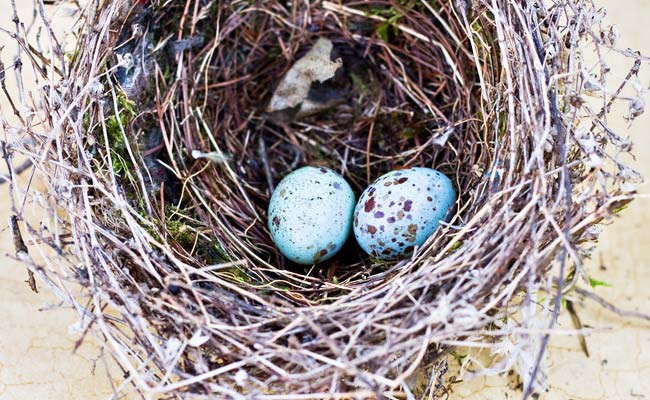 'Baby, It's Hot Outside': Why Birds Sing To Eggs