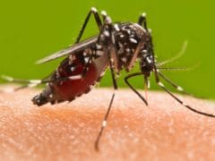 8 Genius Home Remedies for Mosquito Bites That Really Work!