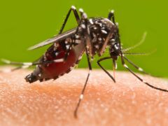 इजरायल में वेस्ट नाइल बुखार का प्रकोप, मरने वालों की संख्या बढ़कर 31 हुई, मच्छरों से फैलती है ये बीमारी