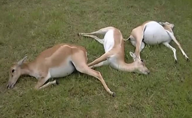 26 Black Bucks Killed In Telangana After Consuming 'Poisoned' Maize