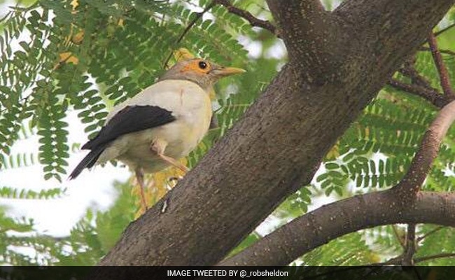 Illegal Bird Trade Threatens Indonesian Species: Report