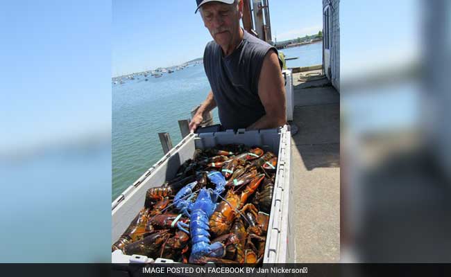 Man Snags Rare Bright Blue Lobster This Is His 2nd Time In Decades