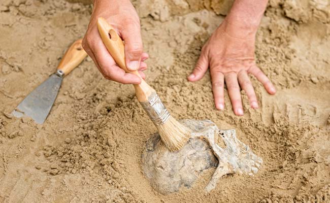 25 Tiny Primate Bones, Most Primitive Ever, Found In Gujarat