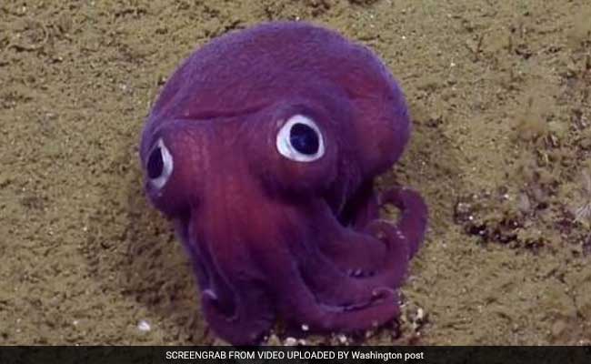 Sea Creature Looks Like A Googly-Eyed Cartoon Octopus