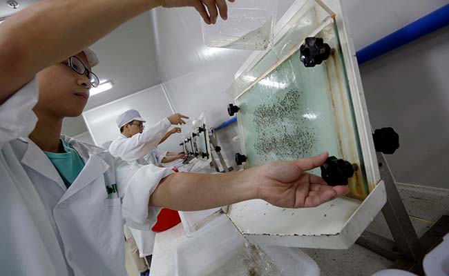 China's 'Mosquito Factory' Aims To Wipe Out Zika, Other Diseases