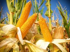 Soluble Corn Fibre Can Help Women Build Stronger Bones