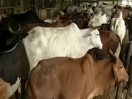 Kerala Decides On Mercy Killing Of 90 Disease-Infected Cattle Kerala Decides On Mercy Killing Of 90 Disease-Infected Cattle