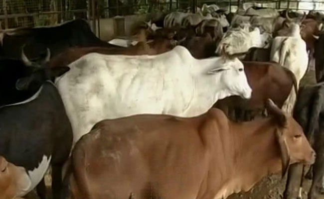 Gurgaons Gau Rakshaks Seek Police Protection, Arms To Take On Cow Smugglers