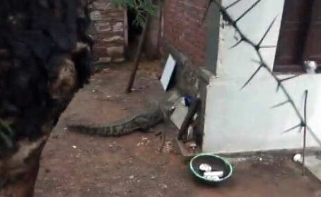 Madhya Pradesh Family Wakes to an Unfriendly Visitor - a Crocodile
