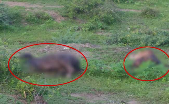 ग्राउंड रिपोर्ट : गुजरात में दलित आंदोलन का असर, जगह-जगह गायें मरी पड़ीं, दफनाने वाला कोई नहीं