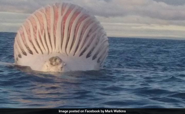 This Weird Sea Creature Stumped Fishermen. Can You Identify It?