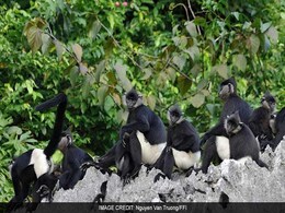 Rare Endangered Delacour's Langur Spotted In Vietnam Rare Endangered Delacour's Langur Spotted In Vietnam