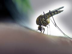 Dengue Cases Cross 2,000-Mark In Bengal