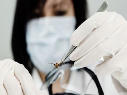 High Fever? It Might Be a Symptom of Dengue High Fever? It Might Be a Symptom of Dengue