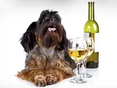 Now, Dog-Wine for Your Canine Companions!