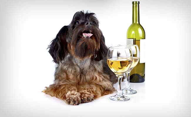 Now, Dog-Wine for Your Canine Companions!