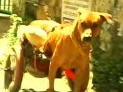 A Kerala Man Makes Doggy Wheelchair For Paralysed Pooch