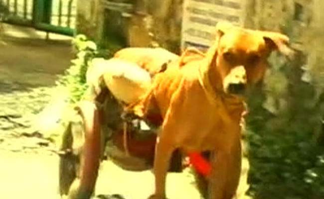 A Kerala Man Makes Doggy Wheelchair For Paralysed Pooch