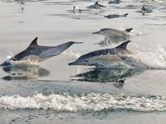 Dolphins Spotted At Olive Ridley Nesting Site In Odisha's Ganjam District